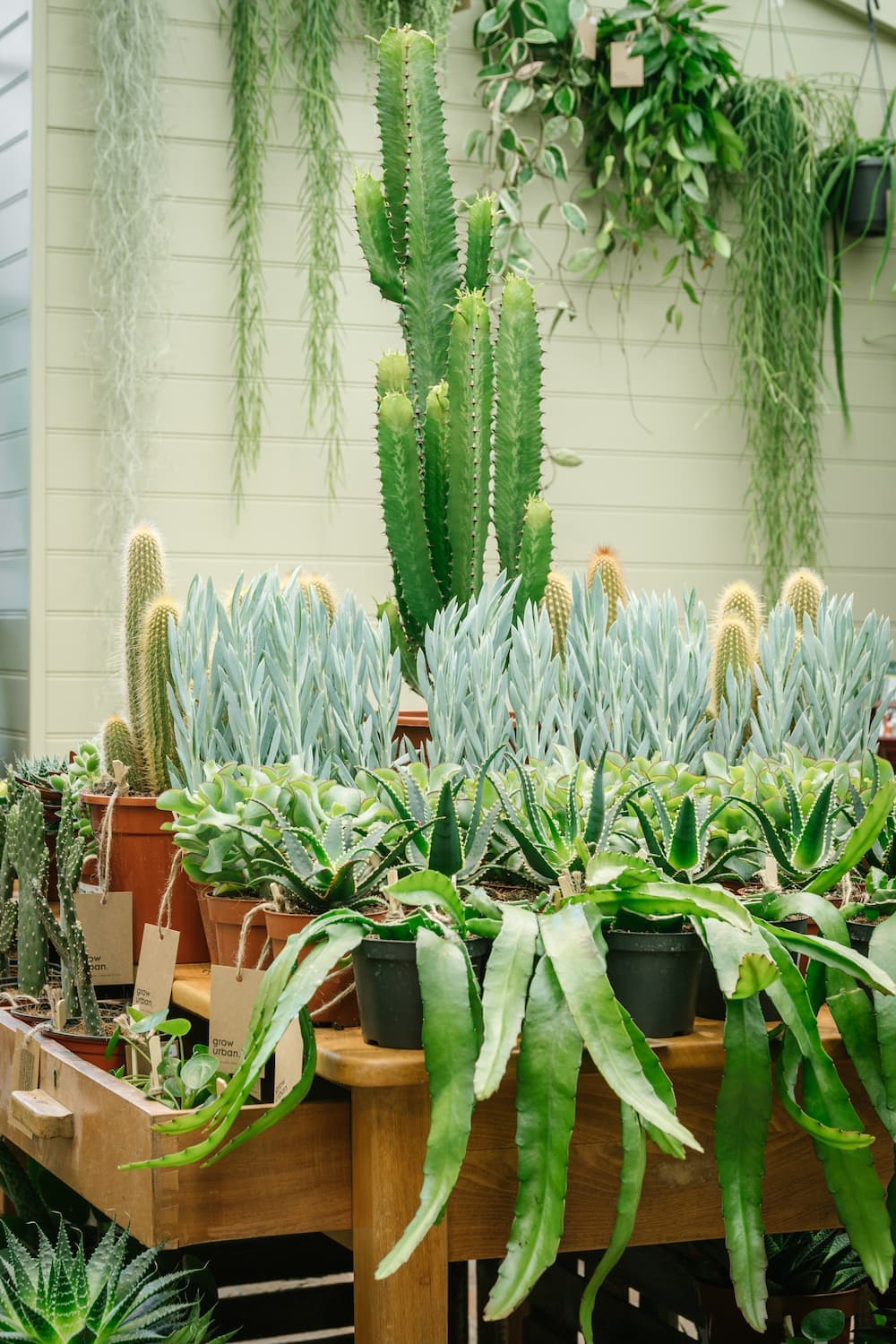 urban grow